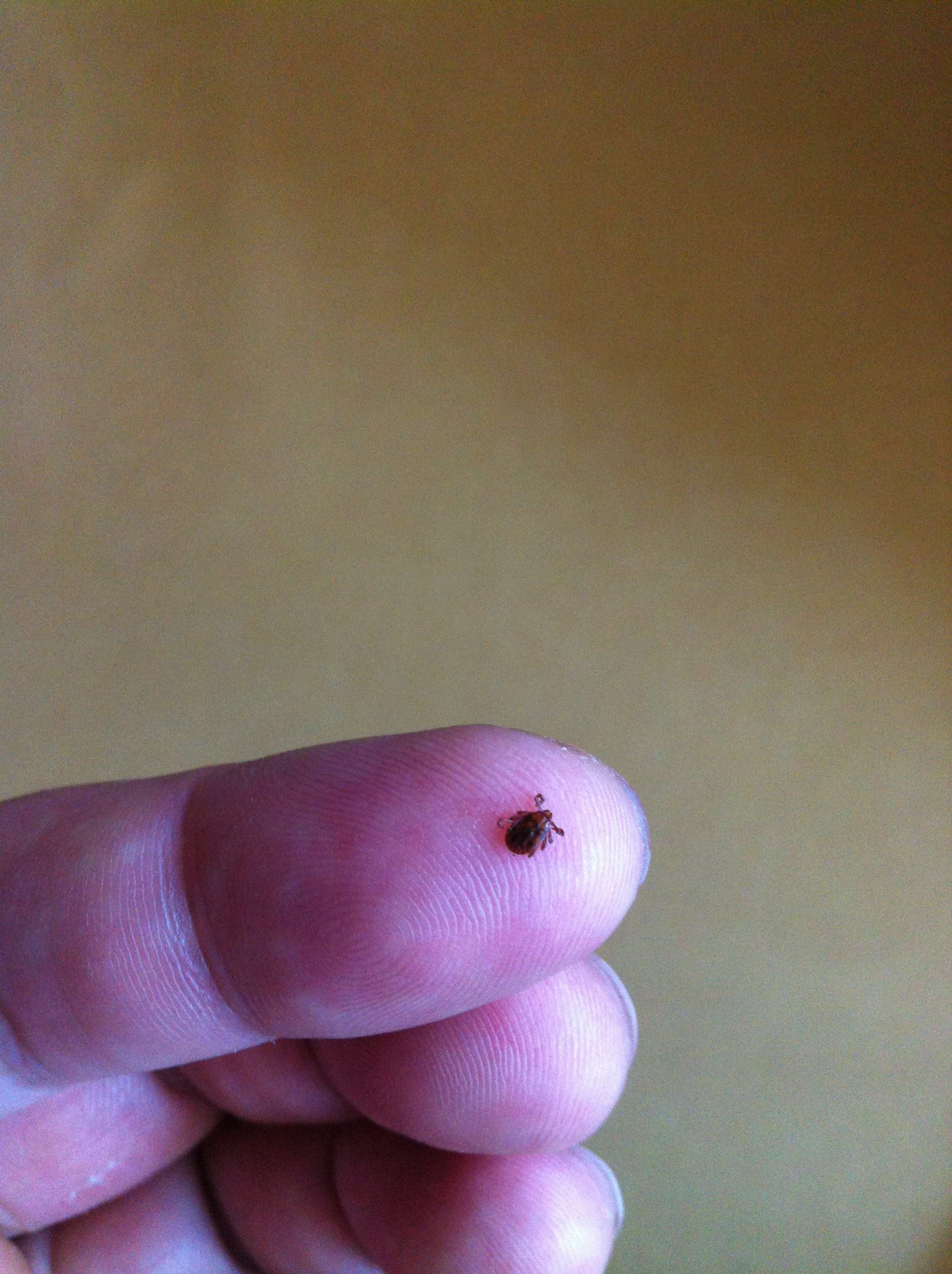 a bug.jpg