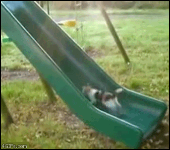 근성냥이.gif