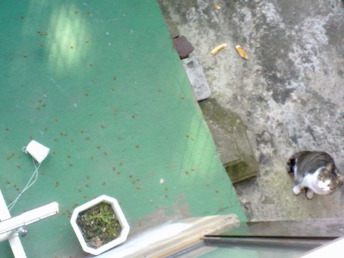 201010071208.jpg