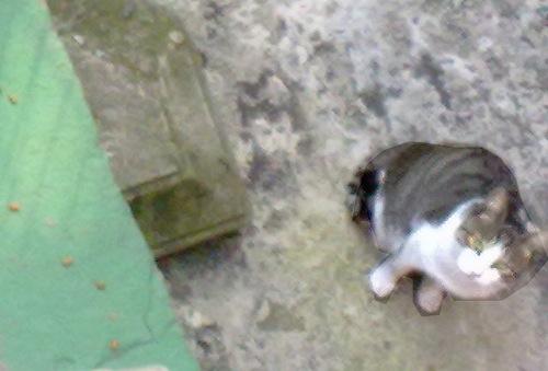 201010071208_cat.jpg