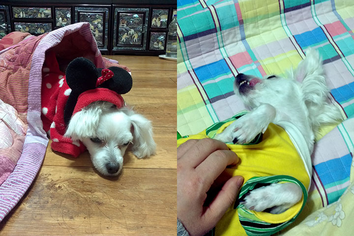 dog.jpg