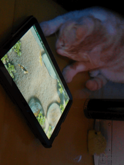FD20131110_102908.gif