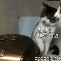 대대장_등장.gif