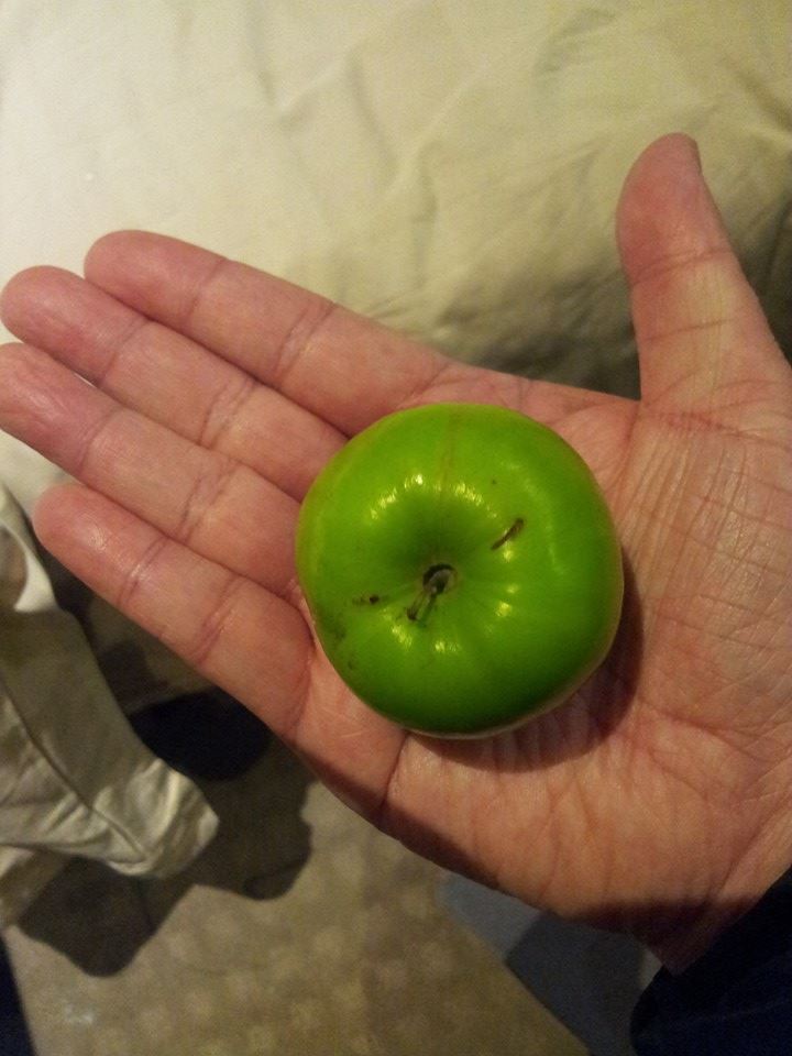 중국 대추.jpg