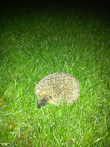 hedgehog.jpg