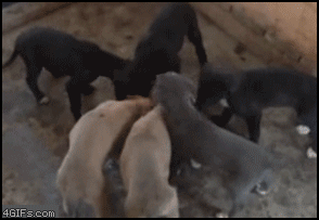 개덤블링.gif