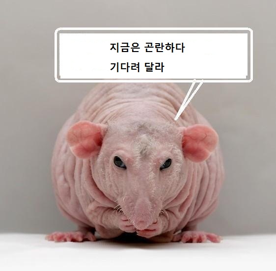 mouse.jpg
