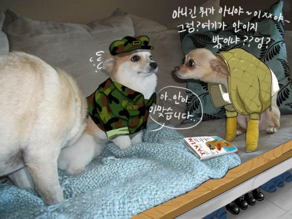군견2.jpg