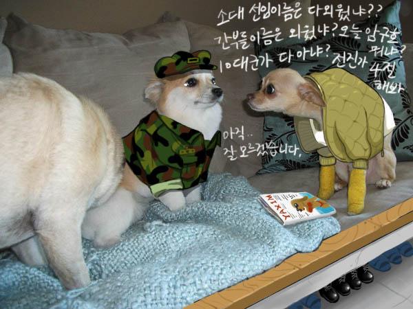 군견3.jpg