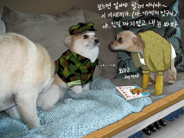 군견4.jpg