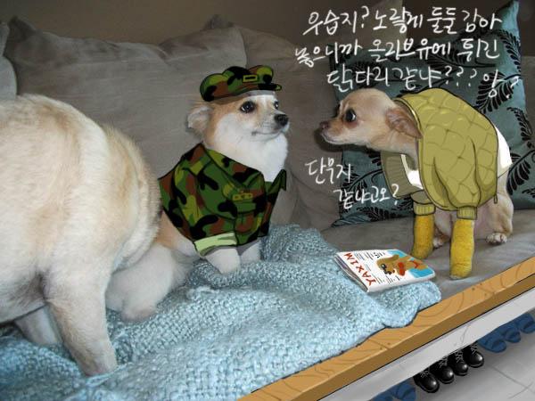 군견7.jpg