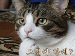 cat4.jpg