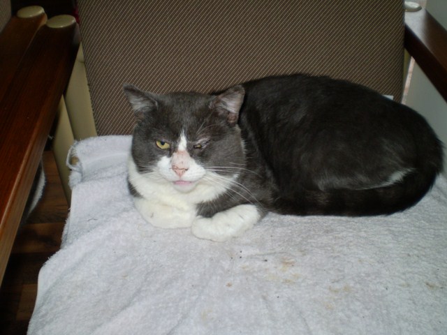 [My Cat Johney]PC170082 [640x480].JPG