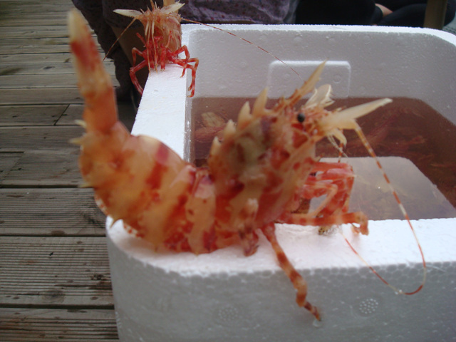 DSC03412-1.JPG