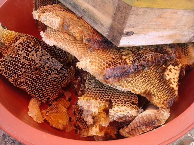 DSC03494-1.JPG