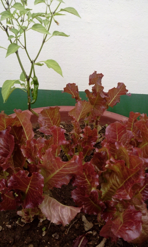 크기변환_2011-06-18_13.14.05.jpg