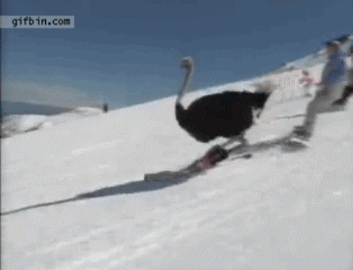 sk.GIF