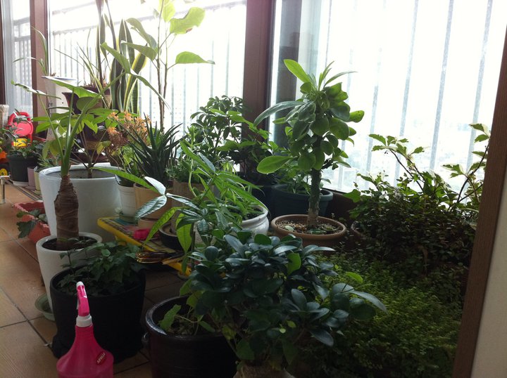 plants.jpg