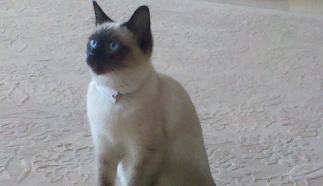 2011-01-16_11-29-06_10.jpg