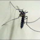 img03_0_03_ea_NS_M4_20070721155308920_1.jpg