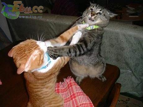 2_1190724606_1182528993_catcat.jpg