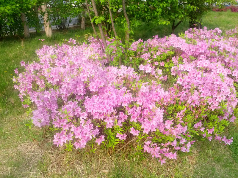 IMG_20130428_165652.jpg