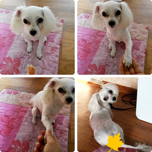 dog.jpg