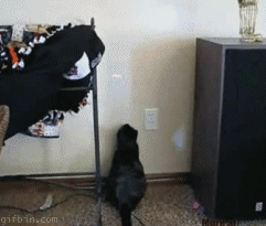 고양이 털기춤.gif