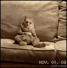 춤추는고양이.gif